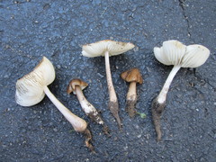 Oudemansiella