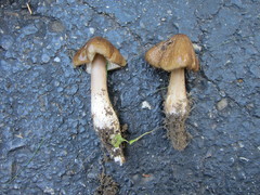 Oudemansiella