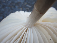 Oudemansiella