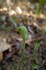Pterostylis trullifolia