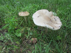 Oudemansiella