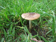 Oudemansiella