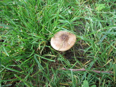 Oudemansiella