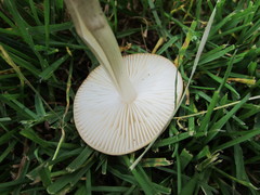 Oudemansiella