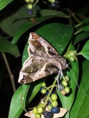 Calyptis semicuprea