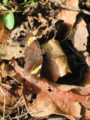 Thorybes pseudocellus