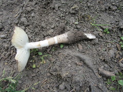 Oudemansiella