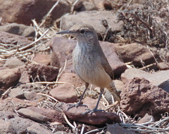 Salpinctes obsoletus guadeloupensis