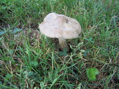 Oudemansiella