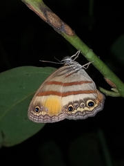 Cissia pseudoconfusa