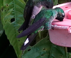 Urosticte ruficrissa