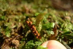 Notogrammitis ciliata