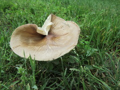 Oudemansiella