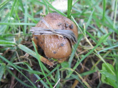 Oudemansiella