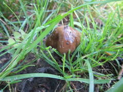 Oudemansiella
