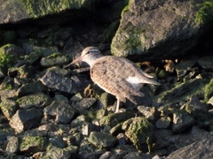 Actitis macularius