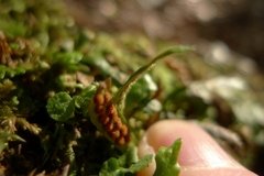 Notogrammitis ciliata