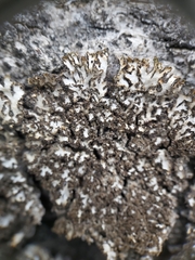 Phaeophyscia kairamoi