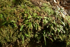 Notogrammitis ciliata