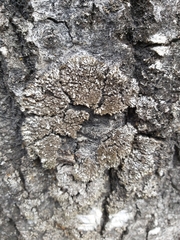 Phaeophyscia kairamoi