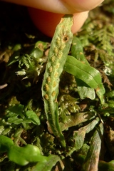 Notogrammitis ciliata