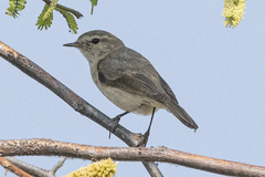 Phylloscopus collybita