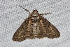 Smyriodes aplectaria