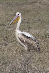 Pelecanus onocrotalus