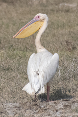 Pelecanus onocrotalus