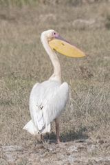 Pelecanus onocrotalus