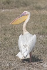 Pelecanus onocrotalus