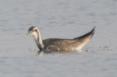 Hydrophasianus chirurgus