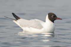 Chroicocephalus ridibundus