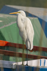 Ardea alba
