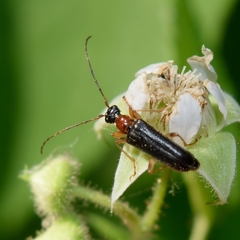 Pidonia ruficollis