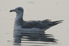 Ichthyaetus ichthyaetus