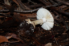 Amanita ochrophylloides