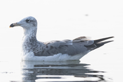 Ichthyaetus ichthyaetus