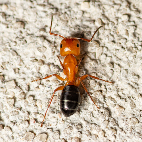Bicolored Arboreal Carpenter Ant