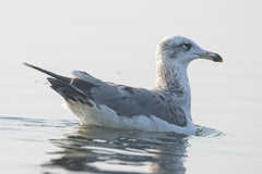 Ichthyaetus ichthyaetus