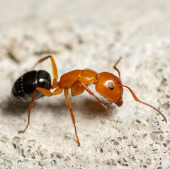 Camponotus discolor