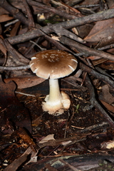 Amanita ochrophylloides
