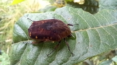 Gymnetis subpunctata