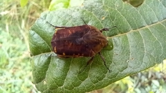 Gymnetis subpunctata