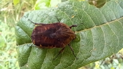 Gymnetis subpunctata