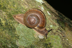 Hemiplecta distincta