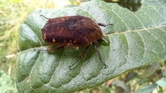 Gymnetis subpunctata