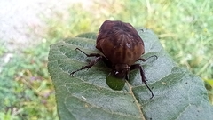 Gymnetis subpunctata