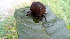 Gymnetis subpunctata