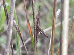 Keyacris scurra